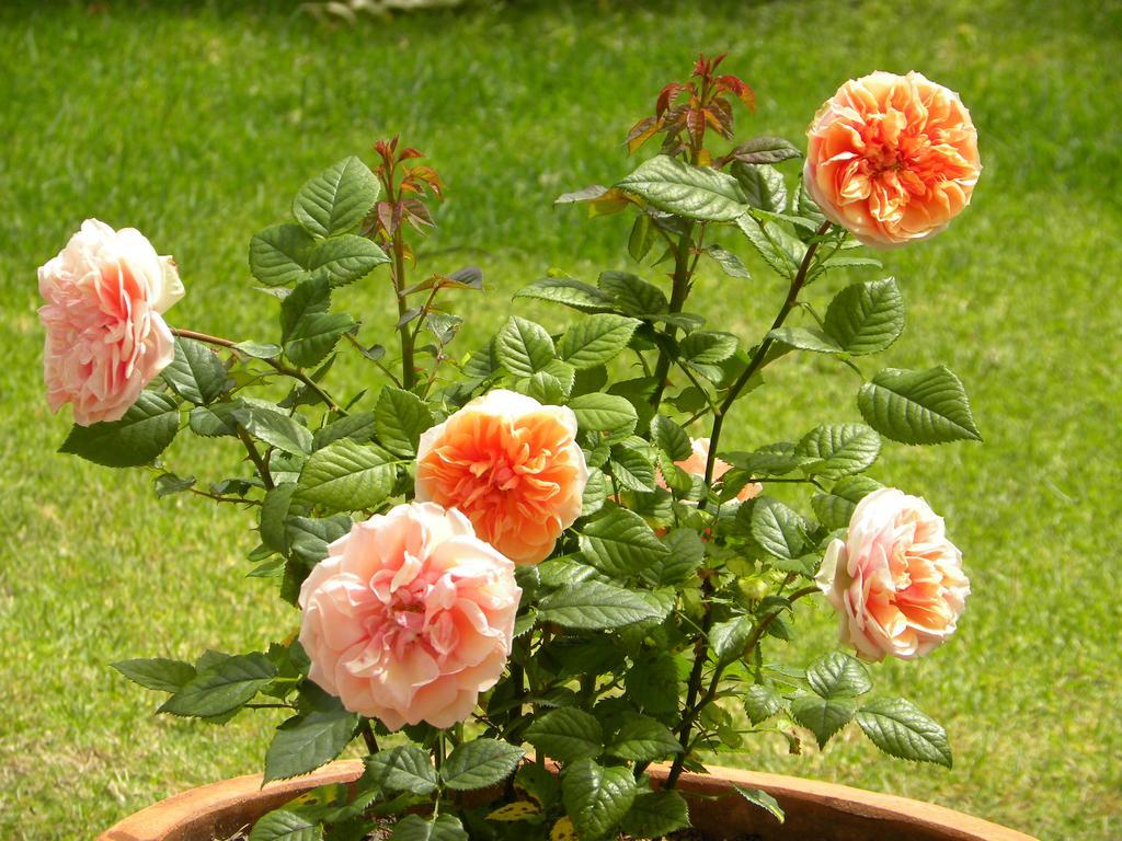 Applegarth B&B And Self-Catering Studios Cape Town Bagian luar foto