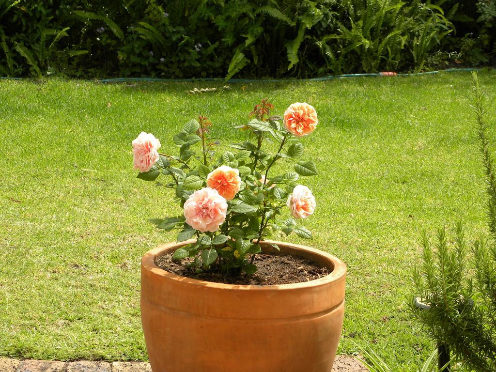 Applegarth B&B And Self-Catering Studios Cape Town Bagian luar foto