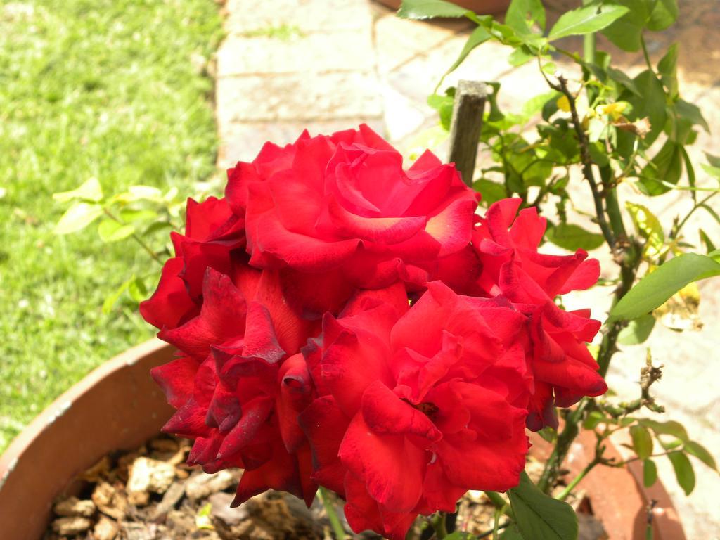 Applegarth B&B And Self-Catering Studios Cape Town Bagian luar foto